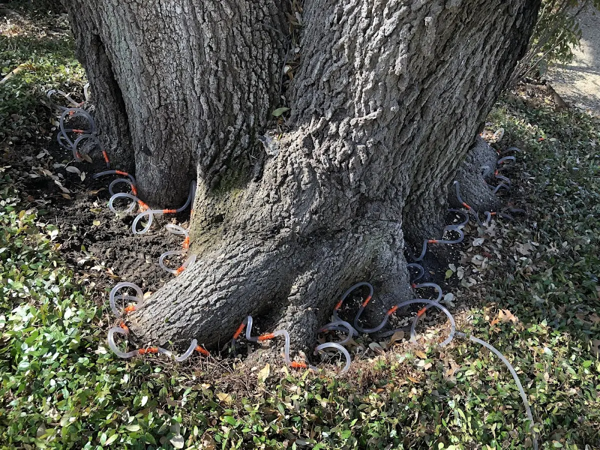 Detailed Tree Cabling and Bracing job site in Wells Tannery