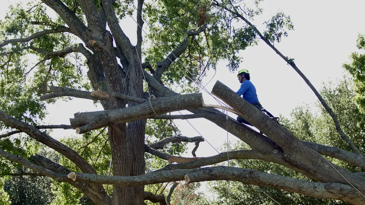 Professional Crown Thinning performed by certified arborists in Wells Tannery