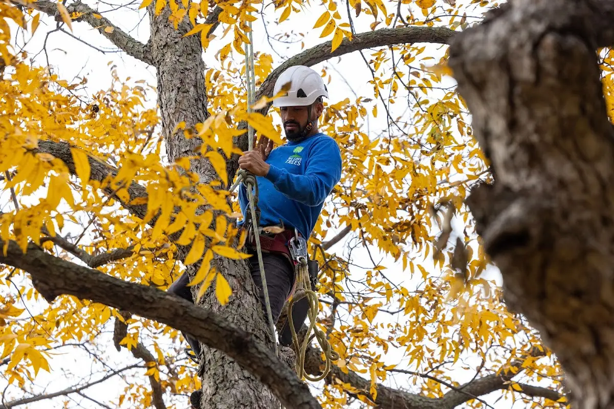 Skilled Tree Transplanting crew working in Wells Tannery