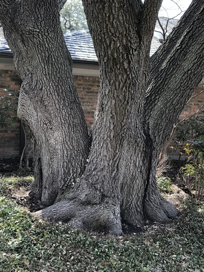 Mature heritage tree close to a Wells Tannery property cared for by certified arborists